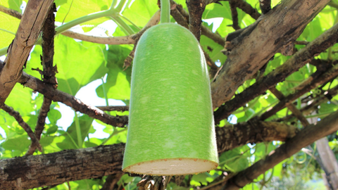 Canh bầu nấu với cá de, ông ăn một chén khỏe re trong người - Ảnh 2. Canh bầu nấu với cá de, ông ăn một chén khỏe re trong người - Ảnh 2.