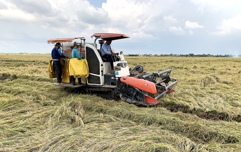 Giá lúa tăng mạnh: Nông dân vui, doanh nghiệp thận trọng - Ảnh 3. Nông dân An Giang thu hoạch lúa đông xuân 2022-2023 tại các huyện Phú Tân, Tịnh Biên và Tri Tôn - Ảnh: BỬU ĐẤU