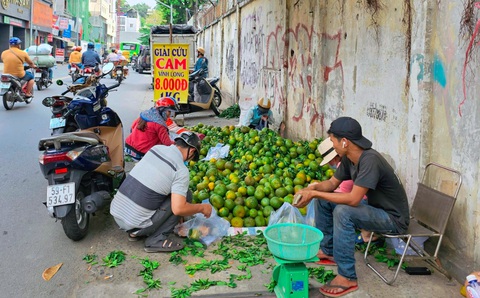 Người Sài Gòn giải cứu cam miền Tây - Ảnh 2. Người Sài Gòn giải cứu cam miền Tây - Ảnh 2.