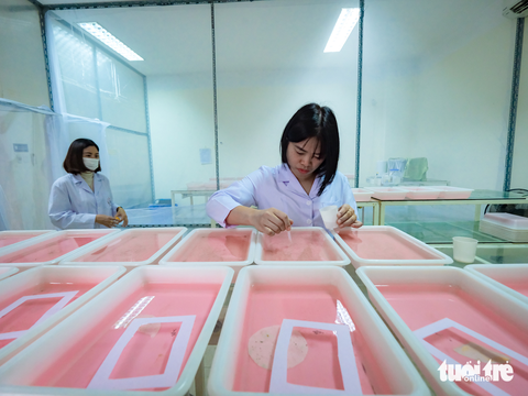 Những người nuôi muỗi như chăm trẻ, gần như không ngày nghỉ - Ảnh 1. Những người nuôi muỗi như chăm trẻ, gần như không ngày nghỉ - Ảnh 1.