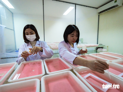 Những người nuôi muỗi như chăm trẻ, gần như không ngày nghỉ - Ảnh 2. Những người nuôi muỗi như chăm trẻ, gần như không ngày nghỉ - Ảnh 2.