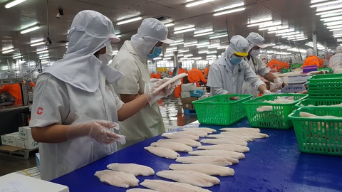Doanh nghiệp khẳng định giá cá tra nguyên liệu tăng cao hơn giá xuất khẩu nên người nuôi và doanh nghiệp đều không có lợi nhuận - Ảnh: BỬU ĐẤU Dù có vài lỗi nhỏ nhưng đoàn thanh tra của Mỹ đánh giá rất cao hệ thống kiểm soát an toàn thực phẩm cá tra Việt Nam - Ảnh: BỬU ĐẤU