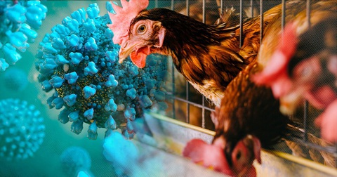 Chuyên gia cảnh báo: H5N1 có thể lây từ chim trời, không nhất thiết là gà, vịt - Ảnh 1. Chuyên gia cảnh báo: H5N1 có thể lây từ chim trời, không nhất thiết là gà, vịt - Ảnh 1.
