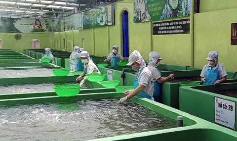 Nhiều ngành xuất khẩu kim ngạch chục tỉ USD xoay xở vượt khó - Ảnh 3. Nhiều ngành xuất khẩu kim ngạch chục tỉ USD xoay xở vượt khó - Ảnh 3.