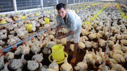 TP.HCM chỉ đạo khẩn ngăn nguy cơ lây lan cúm H5N1 - Ảnh 1. TP.HCM chỉ đạo khẩn ngăn nguy cơ lây lan cúm H5N1 - Ảnh 1.