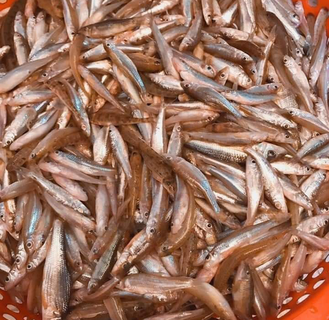 Cá còm kho nghệ và nỗi nhớ xứ Nghệ của tôi - Ảnh 2. Cá còm kho nghệ và nỗi nhớ xứ Nghệ của tôi - Ảnh 2.