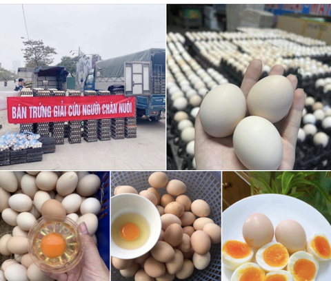 Đề nghị không tiêu thụ trứng gia cầm bày bán dưới danh nghĩa giải cứu - Ảnh 1. Đề nghị không tiêu thụ trứng gia cầm bày bán dưới danh nghĩa giải cứu - Ảnh 1.