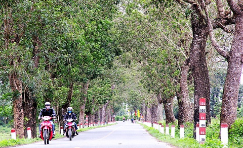 Hàng cây xanh thương nhớ - Ảnh 1. Hàng cây xà cừ tuyệt đẹp đã xanh tươi gần nửa thế kỷ