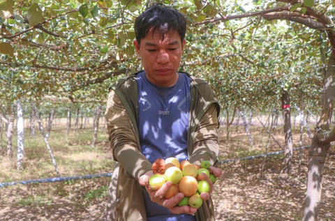 Người trồng táo Ninh Thuận điêu đứng vì bụi công trình cao tốc - Ảnh 4. Người trồng táo Ninh Thuận điêu đứng vì bụi công trình cao tốc - Ảnh 4.