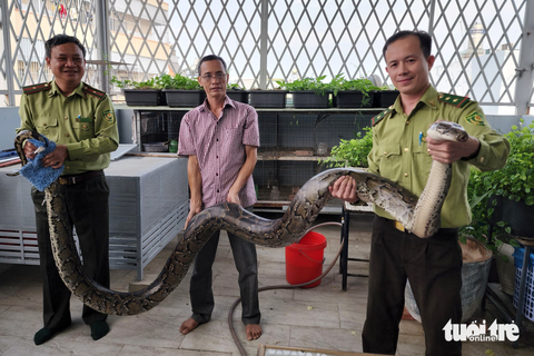 Người dân giao cặp trăn đất quý hiếm cho kiểm lâm - Ảnh 1. Người dân giao cặp trăn đất quý hiếm cho kiểm lâm - Ảnh 1.