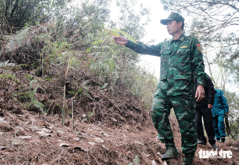 Lũy tre Việt làm hàng rào mềm, dựng thành lũy xanh biên giới - Ảnh 1. Lũy tre Việt làm hàng rào mềm, dựng thành lũy xanh biên giới - Ảnh 1.