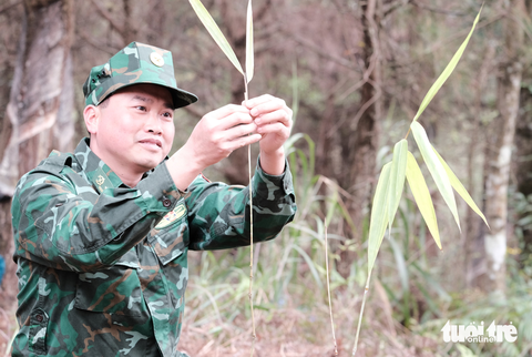 Lũy tre Việt làm hàng rào mềm, dựng thành lũy xanh biên giới - Ảnh 3. Lũy tre Việt làm hàng rào mềm, dựng thành lũy xanh biên giới - Ảnh 3.