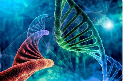 Bộ gene của chúng ta đầy DNA rác, sao không xóa đi? - Ảnh 1. Bộ gene của chúng ta đầy DNA rác, sao không xóa đi? - Ảnh 1.