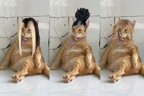 Mỹ Diệu là ai mà hội yêu mèo nhắc hoài? - Ảnh 3. Mỹ Diệu là ai mà hội yêu mèo nhắc hoài? - Ảnh 3.