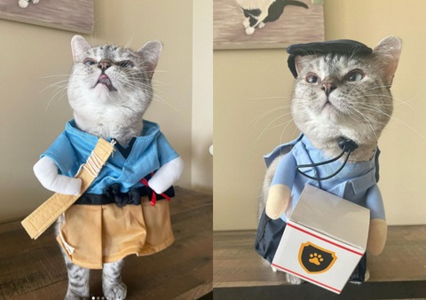 Nala - boss mèo giàu có và nổi tiếng nhất thế giới - Ảnh 2. Nala - boss mèo giàu có và nổi tiếng nhất thế giới - Ảnh 2.