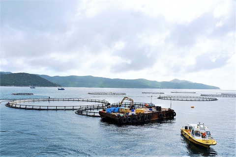 Na Uy - Việt Nam không cạnh tranh mà hỗ trợ nhau trong xuất khẩu thủy sản - Ảnh 1. Na Uy - Việt Nam không cạnh tranh mà hỗ trợ nhau trong xuất khẩu thủy sản - Ảnh 1.