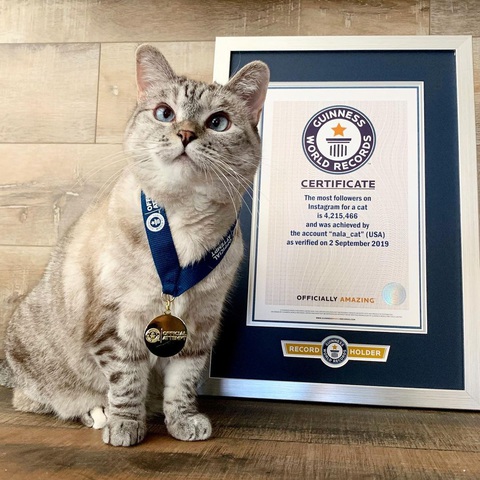 Nala - boss mèo giàu có và nổi tiếng nhất thế giới - Ảnh 1. Nala - boss mèo giàu có và nổi tiếng nhất thế giới - Ảnh 1.