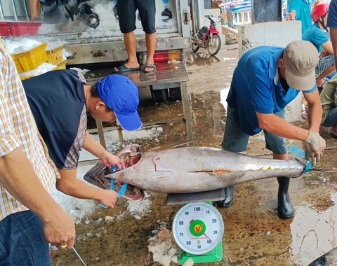 Được mùa cá ngừ nhưng ngư dân vẫn lo vì giá thấp - Ảnh 6. Được mùa cá ngừ nhưng ngư dân vẫn lo vì giá thấp - Ảnh 6.