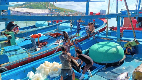 Được mùa cá ngừ nhưng ngư dân vẫn lo vì giá thấp - Ảnh 4. Được mùa cá ngừ nhưng ngư dân vẫn lo vì giá thấp - Ảnh 4.