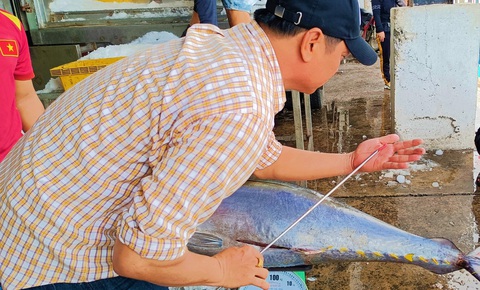 Được mùa cá ngừ nhưng ngư dân vẫn lo vì giá thấp - Ảnh 3. Được mùa cá ngừ nhưng ngư dân vẫn lo vì giá thấp - Ảnh 3.