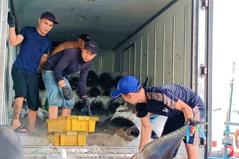 Được mùa cá ngừ nhưng ngư dân vẫn lo vì giá thấp - Ảnh 5. Được mùa cá ngừ nhưng ngư dân vẫn lo vì giá thấp - Ảnh 5.