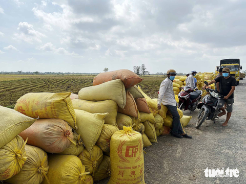 Nông dân Sóc Trăng thu hoạch lúa đông xuân. Dù không trúng mùa nhưng được giá nên nông dân rất phấn khởi - Ảnh: KHẮC TÂM Nông dân Sóc Trăng thu hoạch lúa đông xuân. Dù không trúng mùa nhưng được giá nên nông dân rất phấn khởi - Ảnh: KHẮC TÂM