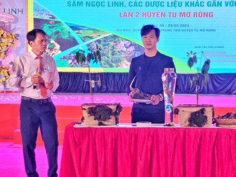Thủ phủ sâm Ngọc Linh tổ chức hội thi, củ sâm giải nhất chốt đấu giá 250 triệu đồng - Ảnh 4. Thủ phủ sâm Ngọc Linh tổ chức hội thi, củ sâm giải nhất chốt đấu giá 250 triệu đồng - Ảnh 4.