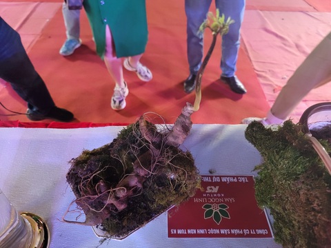 Thủ phủ sâm Ngọc Linh tổ chức hội thi, củ sâm giải nhất chốt đấu giá 250 triệu đồng - Ảnh 2. Thủ phủ sâm Ngọc Linh tổ chức hội thi, củ sâm giải nhất chốt đấu giá 250 triệu đồng - Ảnh 2.