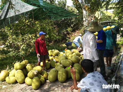 Giá mít miền Tây lại tăng: Nông dân cần thận trọng tăng diện tích - Ảnh 1. Giá mít miền Tây lại tăng: Nông dân cần thận trọng tăng diện tích - Ảnh 1.