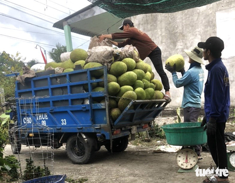 Giá mít miền Tây lại tăng: Nông dân cần thận trọng tăng diện tích - Ảnh 2. Giá mít miền Tây lại tăng: Nông dân cần thận trọng tăng diện tích - Ảnh 2.