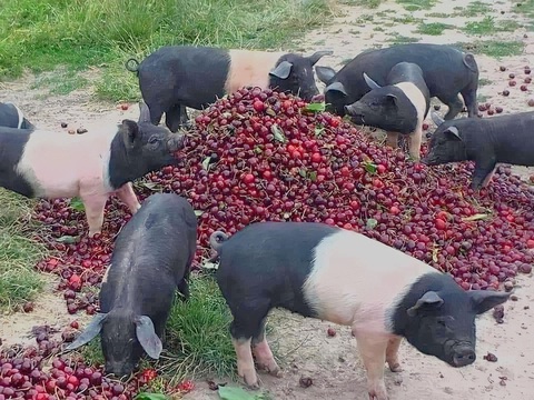 Ảnh vui 8-2: Hình ảnh người yêu tôi mỗi khi đói - Ảnh 3. Ảnh vui 8-2: Hình ảnh người yêu tôi mỗi khi đói - Ảnh 3.
