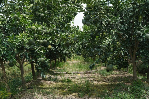 Cam sành rớt giá thê thảm, có loại chỉ từ 1.000 - 2.000 đồng/kg - Ảnh 1. Cam sành rớt giá thê thảm, có loại chỉ từ 1.000 - 2.000 đồng/kg - Ảnh 1.