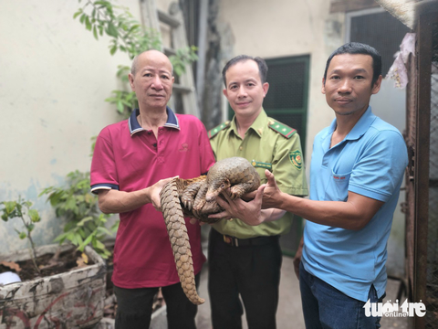 Phát hiện tê tê Java nặng 6,8kg rơi trên mái tôn ở quận 1, TP.HCM - Ảnh 1. Phát hiện tê tê Java nặng 6,8kg rơi trên mái tôn ở quận 1, TP.HCM - Ảnh 1.