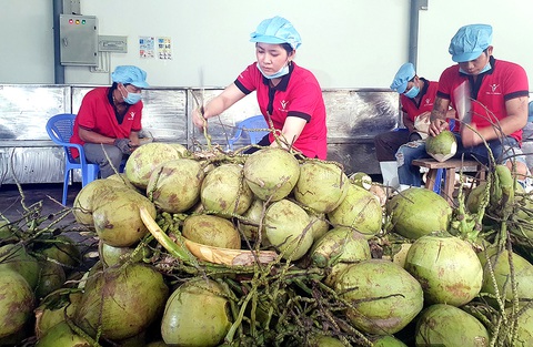 Sơ chế dừa trước khi xuất khẩu tại Công ty Vina T&T Bến Tre - Ảnh: TRẦN MẠNH Sơ chế dừa trước khi xuất khẩu tại Công ty Vina T&T Bến Tre - Ảnh: TRẦN MẠNH