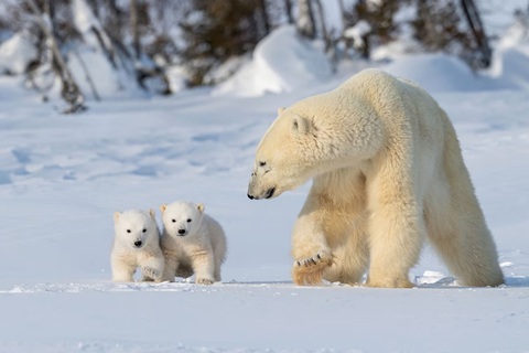 Trong ảnh, gấu mẹ và hai con đang đi trong Vườn quốc gia Wapusk ở tỉnh bang Manitoba, Canada. Ngày 27-2 hàng năm được chọn là Ngày Gấu bắc cực thế giới theo sáng kiến khởi xướng năm 2011 của tổ chức phi lợi nhuận bảo tồn gấu Bắc cực có tên Polar Bears International nhằm nâng cao nhận thức về tác động của biến đổi khí hậu với loài động vật này - Ảnh: GETTY Trong ảnh, gấu mẹ và hai con đang đi trong Vườn quốc gia Wapusk ở tỉnh bang Manitoba, Canada. Ngày 27-2 hàng năm được chọn là Ngày Gấu bắc cực thế giới theo sáng kiến khởi xướng năm 2011 của tổ chức phi lợi nhuận bảo tồn gấu Bắc cực có tên Polar Bears International nhằm nâng cao nhận thức về tác động của biến đổi khí hậu với loài động vật này - Ảnh: GETTY