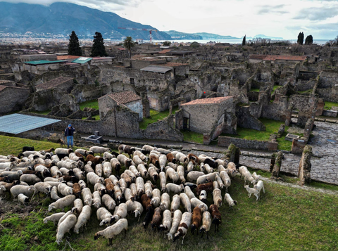 Đàn cừu thảnh thơi ăn cỏ để giải cứu thành cổ Pompeii - Ảnh 1. Đàn cừu thảnh thơi ăn cỏ để giải cứu thành cổ Pompeii - Ảnh 1.