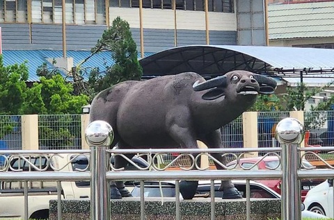 Soi 360 độ ngoại hình chú trâu hoảng hốt gây sốt ở Malaysia - Ảnh 1. Soi 360 độ ngoại hình chú trâu hoảng hốt gây sốt ở Malaysia - Ảnh 1.