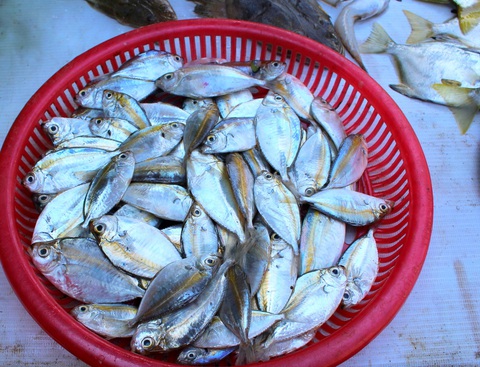 Canh cá liệt quả thiệt là ngon! - Ảnh 2. Canh cá liệt quả thiệt là ngon! - Ảnh 2.