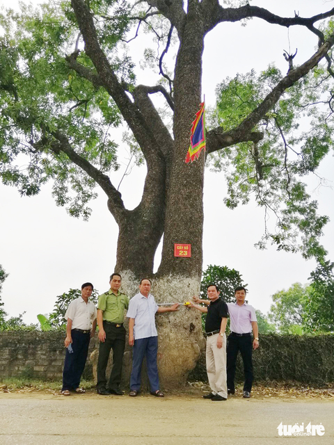 Hàng cây di sản quê hương bà Triệu - Ảnh 4. Hàng cây di sản quê hương bà Triệu - Ảnh 4.