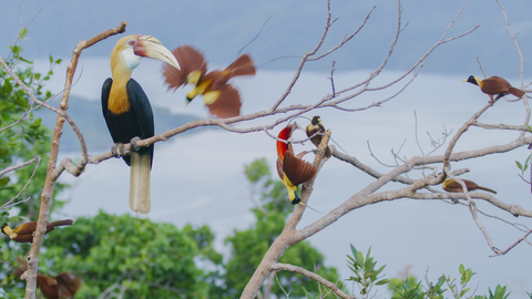 Đóng góp bất ngờ của ông trùm chụp ảnh chim thiên đường - Ảnh 1. Đóng góp bất ngờ của ông trùm chụp ảnh chim thiên đường - Ảnh 1.