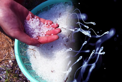 Bổ sung vi chất chữa tinh trùng yếu - Ảnh 1. Bổ sung vi chất chữa tinh trùng yếu - Ảnh 1.