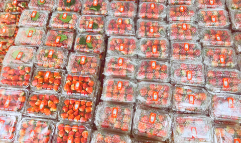 Dâu tây Sơn La vẫn 150.000 đồng/kg, không có chuyện bán rẻ - Ảnh 3. Dâu tây Sơn La vẫn 150.000 đồng/kg, không có chuyện bán rẻ - Ảnh 3.