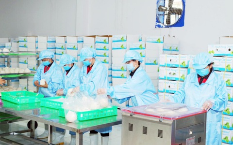 Dừa Việt Nam sắp trở lại Mỹ - Ảnh 1. Sơ chế và đóng gói dừa xuất khẩu tại Công ty Vina T&T - Ảnh: Vina T&T