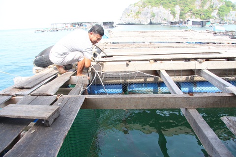 Cá mú, cá bớp nuôi trên biển Kiên Giang trúng giá cao ngất - Ảnh 1. Cá mú, cá bớp nuôi trên biển Kiên Giang trúng giá cao ngất - Ảnh 1.