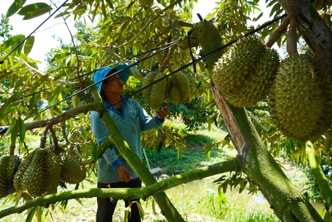 Cuộc đua trồng sầu riêng quá nóng - Ảnh 1. Anh Trần Đăng Khoa (xã Tân Lập, Tân Thạnh, Long An) chuẩn bị thu hoạch 1ha vườn sầu riêng, khu đấttrước đây trồng lúa nhưng mới được chuyển sang trồng sầu riêng trong mấy năm gần đây - Ảnh: M.TRƯỜNG