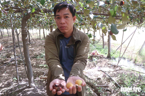 Đề nghị hỗ trợ người trồng táo bị ảnh hưởng bởi làm đường cao tốc - Ảnh 1. Đề nghị hỗ trợ người trồng táo bị ảnh hưởng bởi làm đường cao tốc - Ảnh 1.
