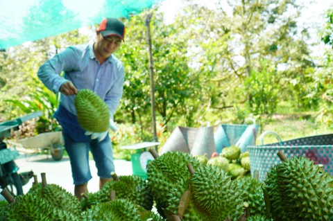 Dự án ngăn mặn chậm tiến độ, nhà vườn thiệt hại nặng do sầu riêng nhiễm mặn - Ảnh 5. Dự án ngăn mặn chậm tiến độ, nhà vườn thiệt hại nặng do sầu riêng nhiễm mặn - Ảnh 5.