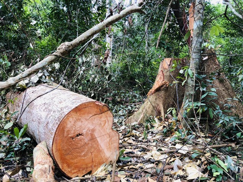 Vụ cây rừng bị cắt cả năm, chủ rừng mới biết: Thủ phạm là nhóm thanh niên địa phương - Ảnh 1. Vụ cây rừng bị cắt cả năm, chủ rừng mới biết: Thủ phạm là nhóm thanh niên địa phương - Ảnh 1.