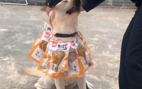 Chú chó được thưởng vòng hoa chân gà nhờ phá án ma túy - Ảnh 2. Chú chó được thưởng vòng hoa chân gà nhờ phá án ma túy - Ảnh 2.