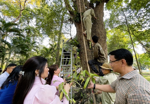 Thảo cầm viên Sài Gòn tiếp nhận 2,5 tấn lan rừng để bảo tồn - Ảnh 1. Thảo cầm viên Sài Gòn tiếp nhận 2,5 tấn lan rừng để bảo tồn - Ảnh 1.